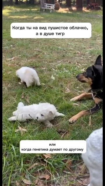 🧬 От осознания СДВГ и РАС к действию: Индивидуальные решения для лучшего здоровья! 🧬 смотреть онлайн