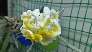 С 8 МАРТА! Орхидея фаленопсис Льюис сказочный/Liu’s fantasy (peloric). СКАЗОЧНАЯ и фантастическая.