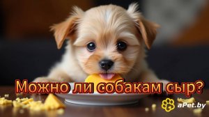 Можно ли собакам сыр