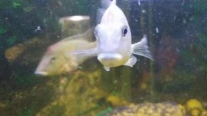 Геофагус Штайндахнер