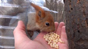 Про двух голодных диких белок