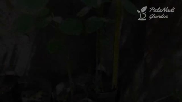 Menanam Rosella dari Biji Dalam Pot смотреть онлайн