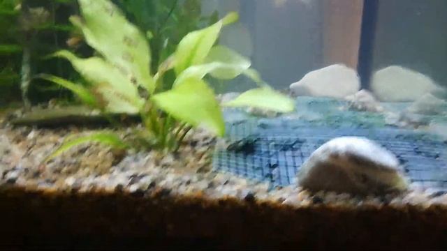 Аквариумный мох смотреть онлайн