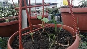 Продолжаем эксперимент (март) : ТУНБЕРГИЯ в теплице зима-весна