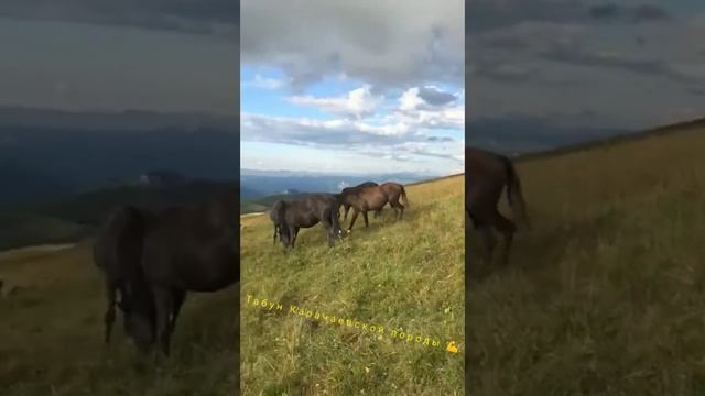 Табун Карачаевской породы 💪 смотреть онлайн