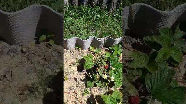 Земклуника .Земляника Сорт.Елоу Бондер.... смотреть онлайн