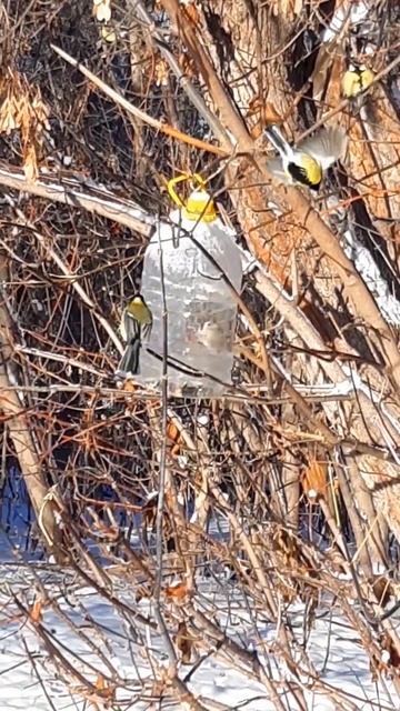 Синицы воробьи в морозный деньShorts