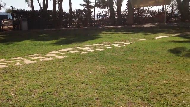 Подозрительный кот! смотреть онлайн