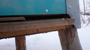 Улей Лазутина зимой внешний осмотр