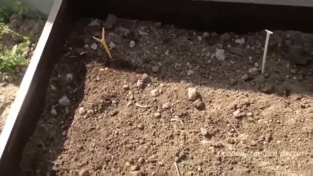 Выращивание арбузов на высоких грядках 