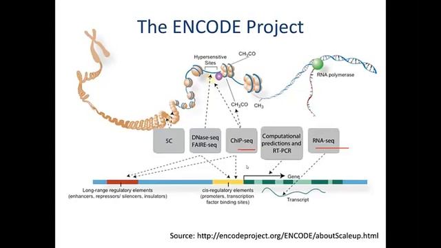 Experimental Genome Science || 3   4   Lecture 12  Epigenomics and Transcriptional Regulation смотреть онлайн