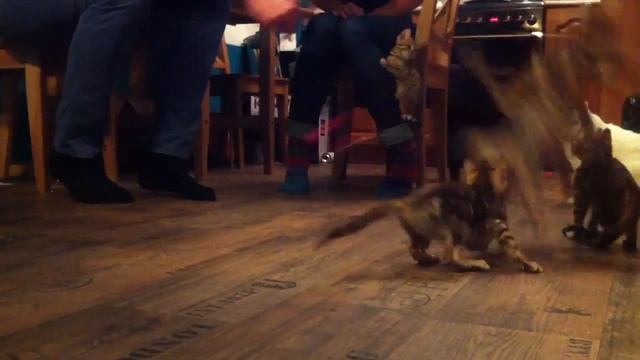 маленькие коты смотреть онлайн