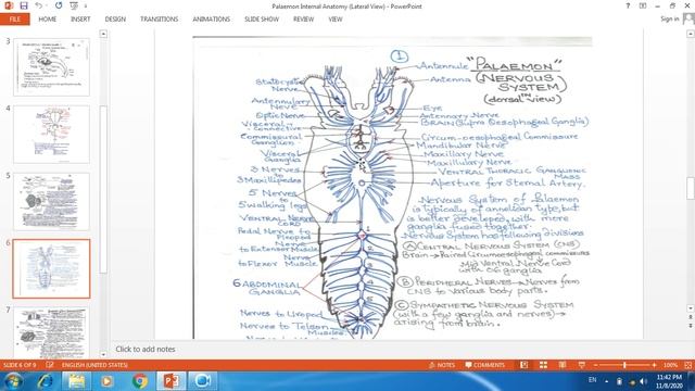 Palaemon -Internal Anatomy (Lateral View) By Dr. Arindam Basu смотреть онлайн
