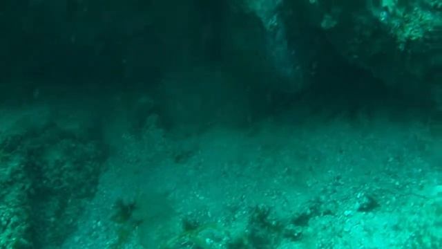 Sea Shell Find Mr. C 7242010