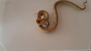 Pantherophis guttatus caramel motley het scaleless het amela