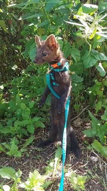 Дневной дозор | Соболиная версия #соболь #домашниеживотные #животные #ferret #shorts смотреть онлайн