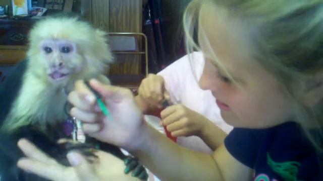 Monkey gets nails done смотреть онлайн
