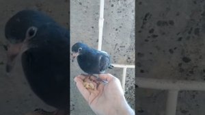 Ручной голубь