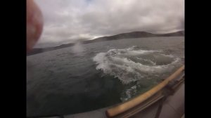 Касатки в Магадане