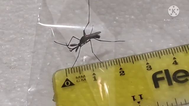 จ่าฝูงของยุง ใช่หรือไม่? смотреть онлайн