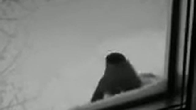 Кошка и снегирь (Сat and the bullfinch) смотреть онлайн