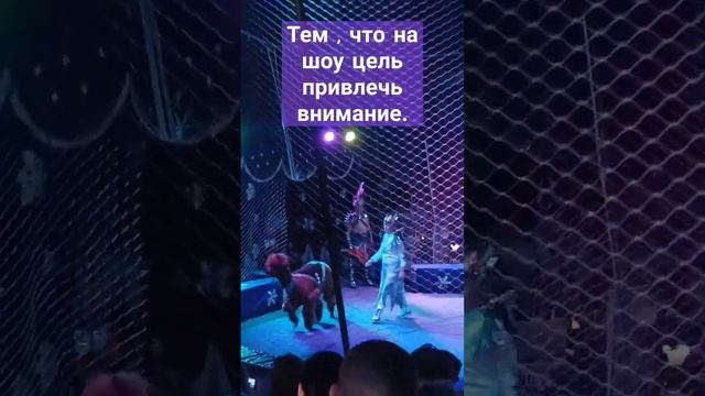 Попробуйте надрессировать столько разных животных... #1 смотреть онлайн