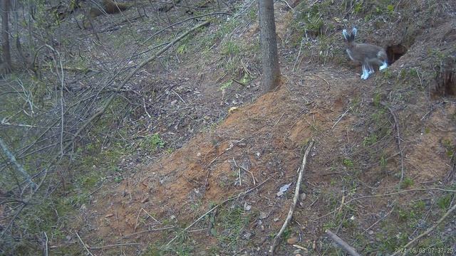 Заяц  у барсучьей норы, из архива А.Большакова смотреть онлайн