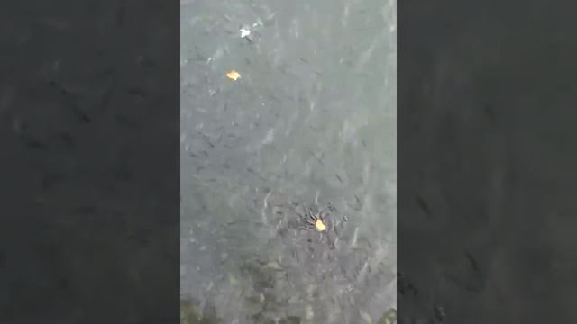 "Голодные" рыбки Турции. смотреть онлайн