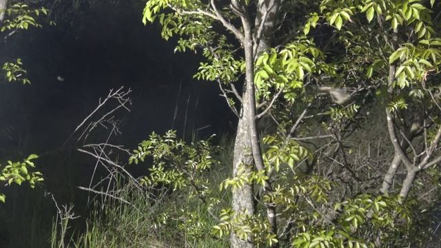 Saturnia pyri Balatonalmádi (Vörösberény) смотреть онлайн