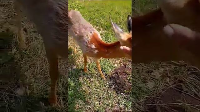 Давлекановское райотделение. Снято местным охотником пчеловодом Приваловым Валерием. смотреть онлайн