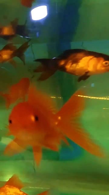 Beautiful ornamental fish 💚 #shorts #fishing  #fish #Animal смотреть онлайн