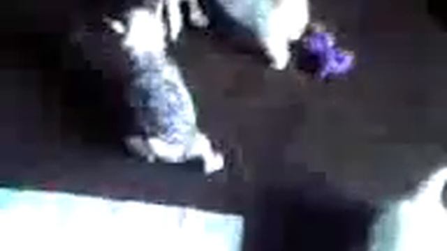 Помет Д / Litter D.3gp смотреть онлайн