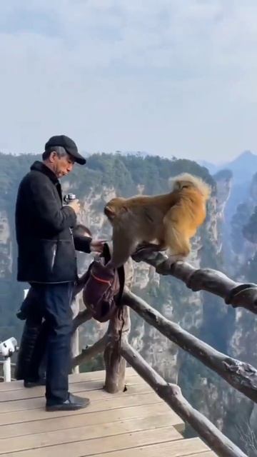 funny monkey video #video #funny смотреть онлайн