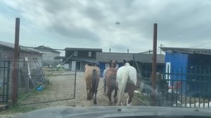 Сколько стоит лошадь? Как выбрать и купить лошадь?