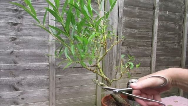 Creating Yamadori Bonsai???  Surely Not! Heresy! Right? смотреть онлайн