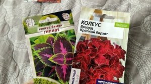 Топ 5 однолетних цветов для открытого грунта #цветы  #однолетники  #дача