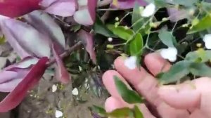 Традесканция "Невеста" зацвела только в сентябре!