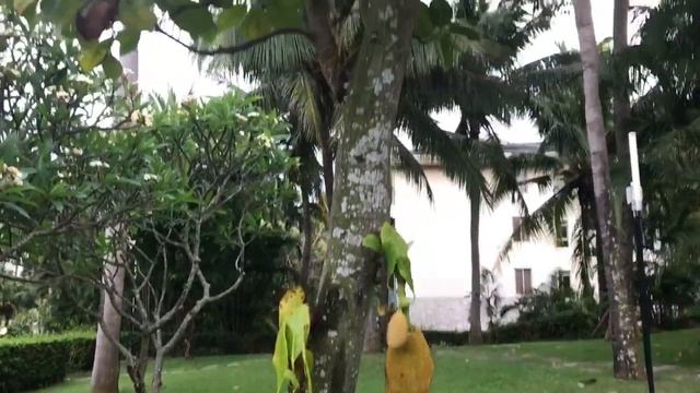 Растительность на о.Хайнань смотреть онлайн