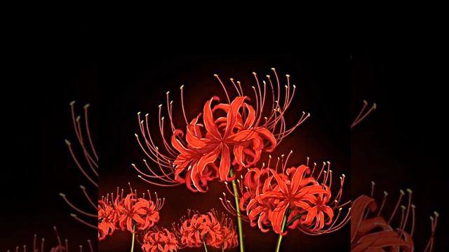 Lycoris Radiata