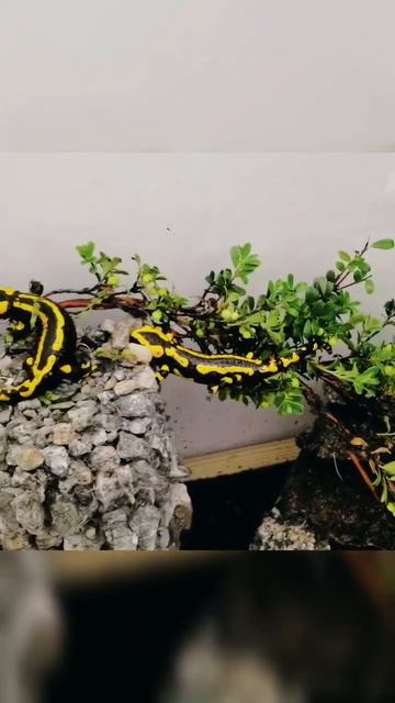 Very scared 😱😲☠️🐊#lkthwherewebelong #salamander смотреть онлайн