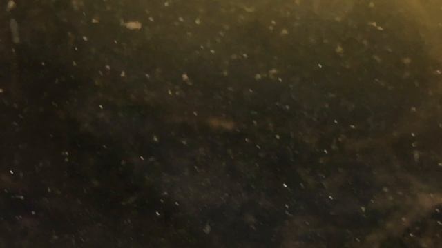 Cómo se mantiene la Artemia salina bettaclubargentina смотреть онлайн