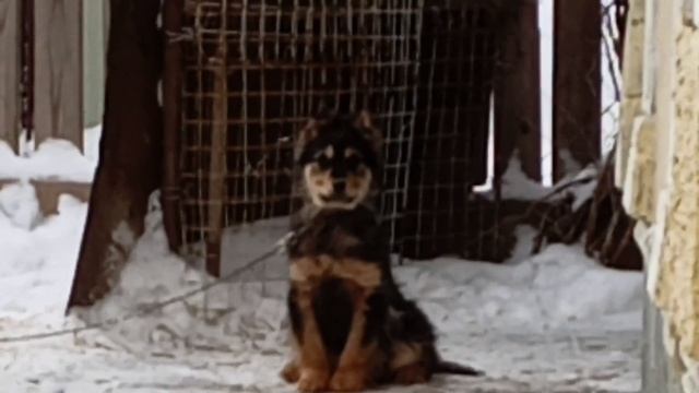 Намёл очень большой сугроб у себя в саду, Наша новая собака - зовут Боцман,Как Вам?Снимаю из далека смотреть онлайн