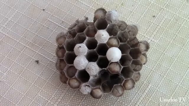 Что будет, если вскрыть ГНЕЗДО ОС? смотреть онлайн