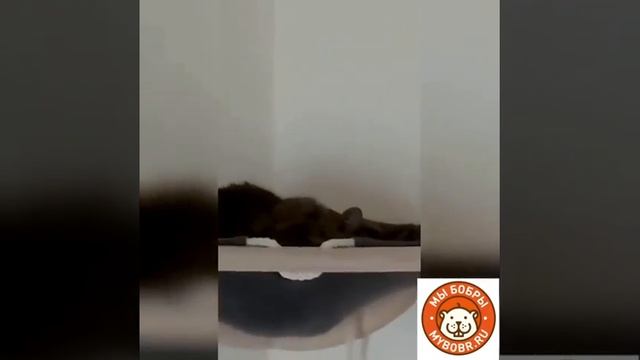 Котодром для двух кошек