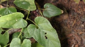 Русский Экзотический Сад, предварительные результаты ч.1, Март 2024