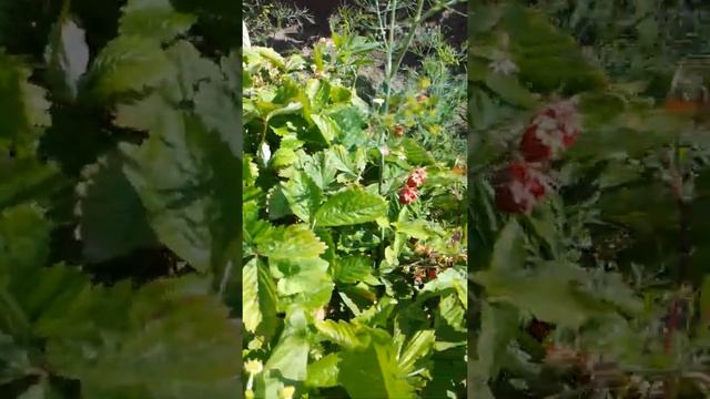 Мой огород. смотреть онлайн