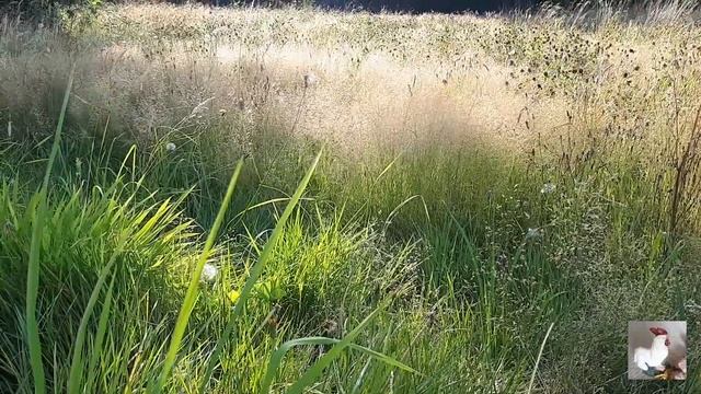 sun on the field смотреть онлайн