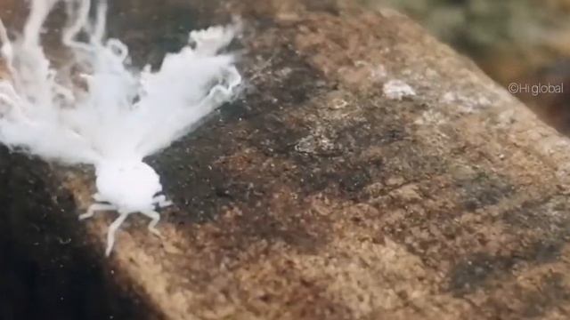 Planthopper nymph നിങ്ങൾ ഇതിനെ കണ്ടിട്ടുണ്ടോ? смотреть онлайн