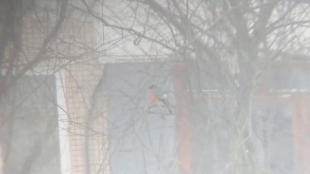 Снегирь. Цикл: птицы в моём окне смотреть онлайн