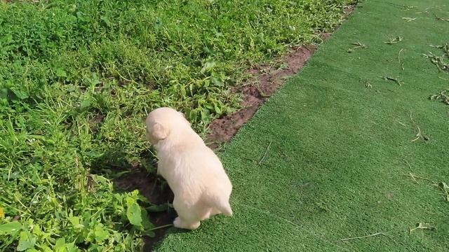 НЕ ПРОДАЮ Мари Мистик Патриций ( Тимурчику скоро 1 месяц ) #chihuahualove #puppy #russia смотреть онлайн